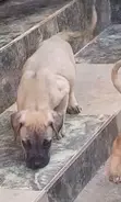 Bakin Boerboel Namiji Mai Kyau - 1