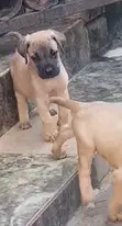 Bakin Boerboel Namiji Mai Kyau - 2