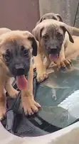 Bakin Boerboel Namiji Mai Kyau - 3