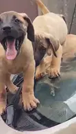 Bakin Boerboel Namiji Mai Kyau - 4