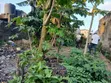 Commercial Land for Sale in Shasha, Akowonjo, Lagos - 3