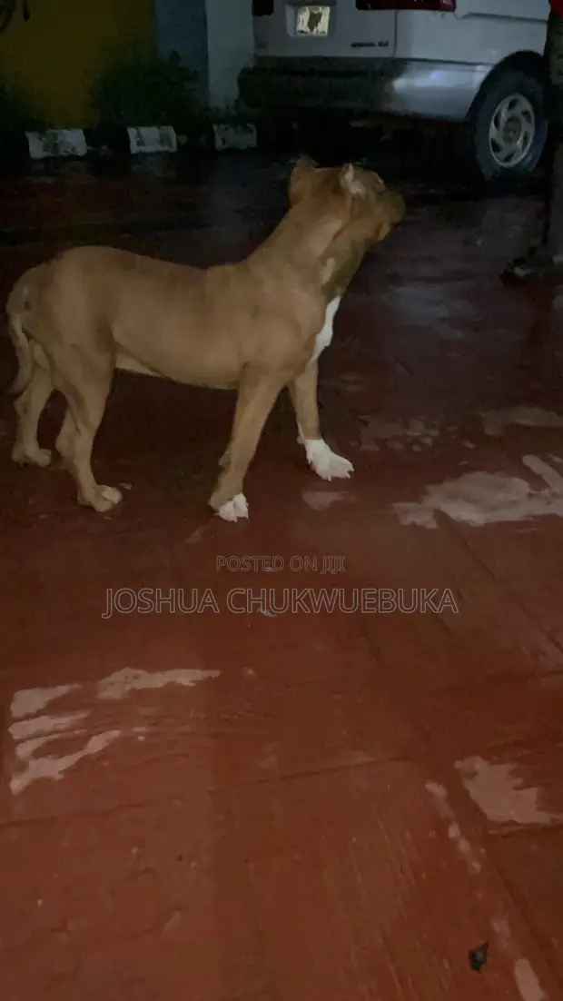 Female Purebred American Bully, 6-12 Months - 1