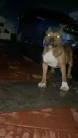 Female Purebred American Bully, 6-12 Months - 2