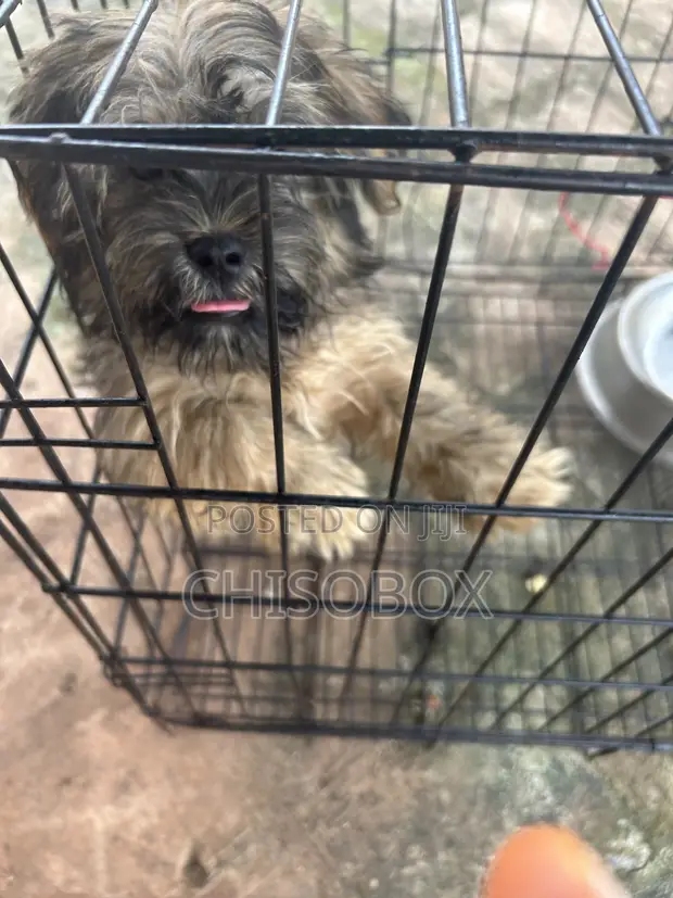 3-6 Month Male Purebred Lhasa Apso - 1