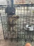 3-6 Month Male Purebred Lhasa Apso - 2