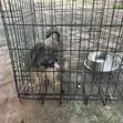 3-6 Month Male Purebred Lhasa Apso - 3