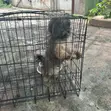 3-6 Month Male Purebred Lhasa Apso - 4