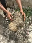 3-6 Month Male Purebred Lhasa Apso - 5