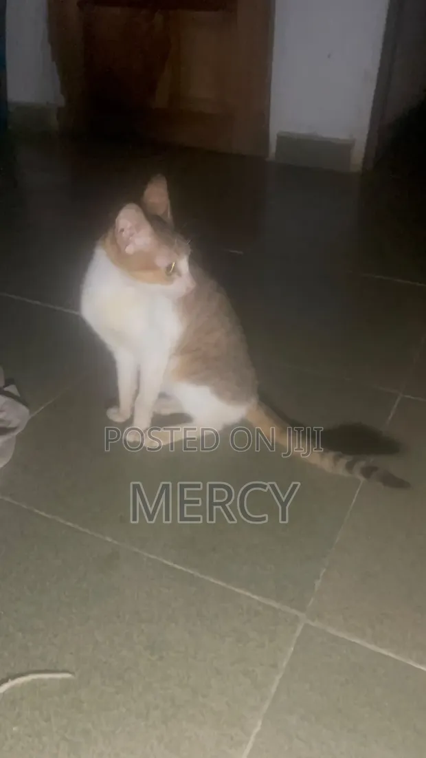 6-12 Month Male Purebred American Shorthair Cat - 1