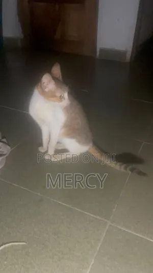 6-12 Month Male Purebred American Shorthair Cat