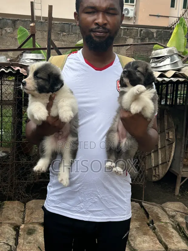Purebred Caucasian Shepherd Puppy, 1-3 Months Old, Female - 1
