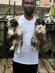 Kare Mai Tsarki na Caucasian Shepherd, Wata 1-3, Mace - 1