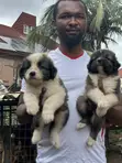 Kare Mai Tsarki na Caucasian Shepherd, Wata 1-3, Mace - 2