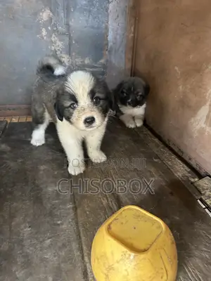 Purebred Caucasian Shepherd Puppy, 1-3 Months Old, Female