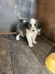 Kare Mai Tsarki na Caucasian Shepherd, Wata 1-3, Mace - 4