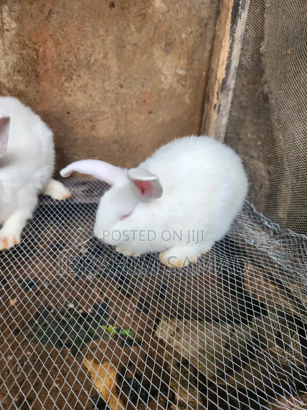 Grower Rabbits for Breeding - 1