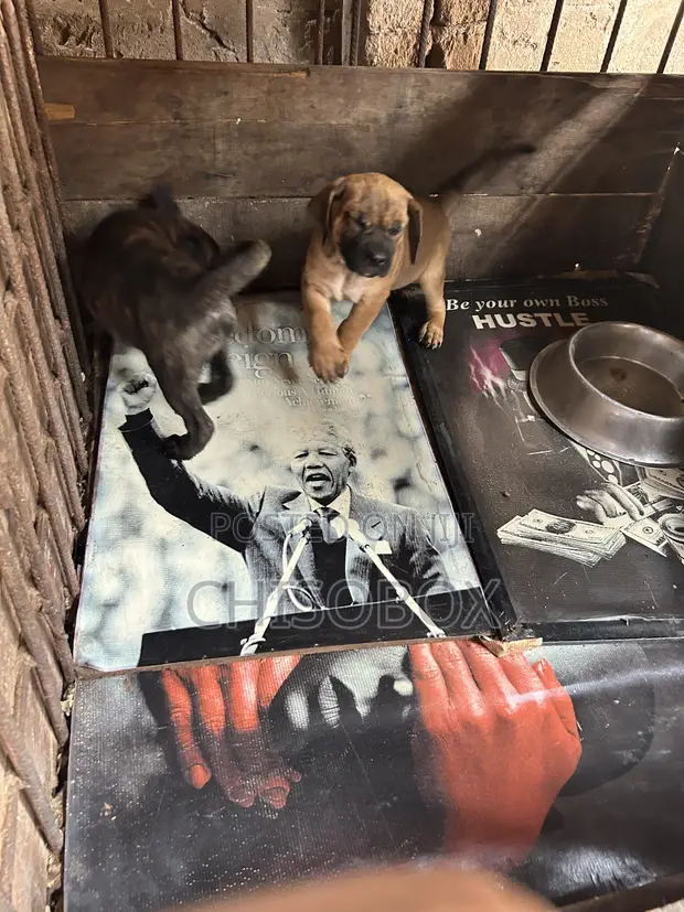 Yar Akuya Boerboel (Wata 1-3) - 1