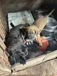 Female Boerboel Puppy (1-3 Months) - 2