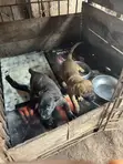 Female Boerboel Puppy (1-3 Months) - 3