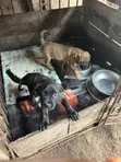 Female Boerboel Puppy (1-3 Months) - 4