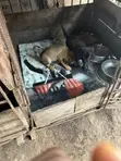 Female Boerboel Puppy (1-3 Months) - 5