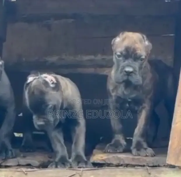 Purebred Female Cane Corso Puppy (1-3 Months) - 1