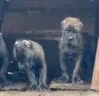 Purebred Female Cane Corso Puppy (1-3 Months) - 1