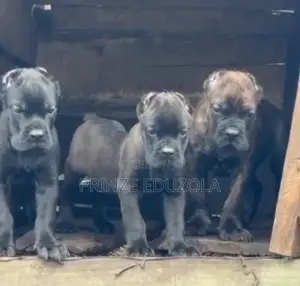 Purebred Female Cane Corso Puppy (1-3 Months)