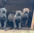 Purebred Female Cane Corso Puppy (1-3 Months) - 2