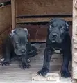 Purebred Female Cane Corso Puppy (1-3 Months) - 3