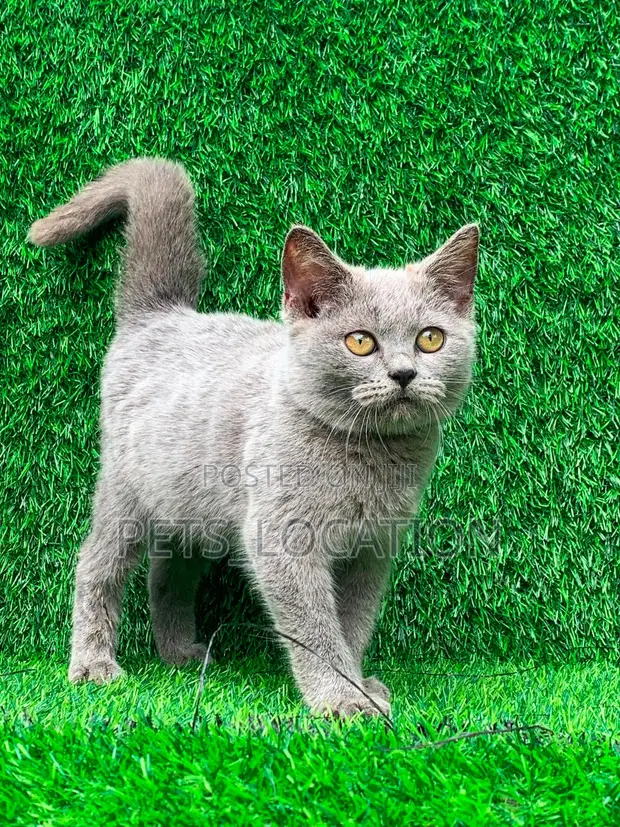 Male Purebred British Shorthair Kitten - 1