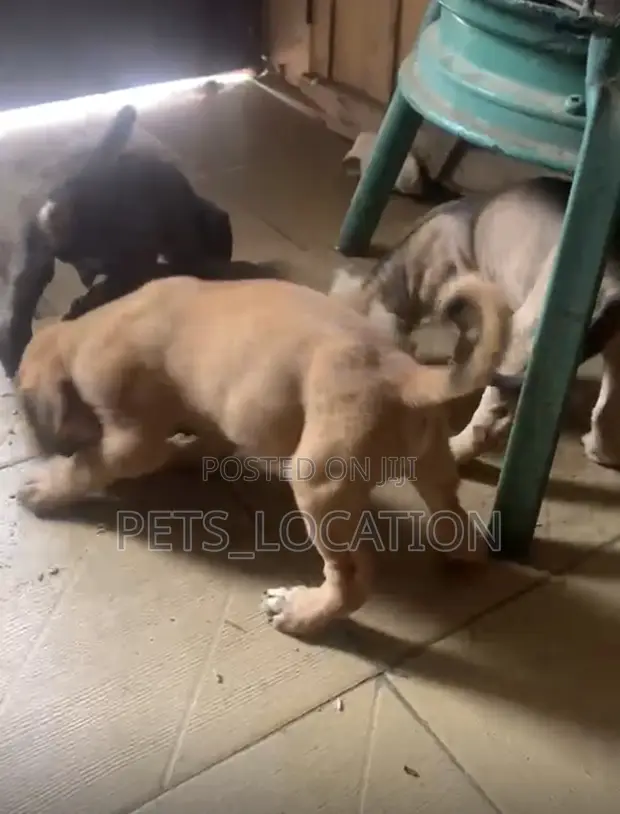 Dan Akika na Boerboel - Wata 1-3 - 1