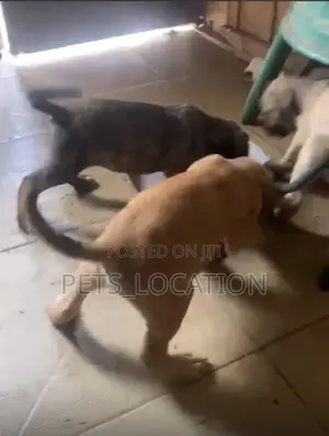 Purebred Boerboel Puppy - 1-3 Months Old