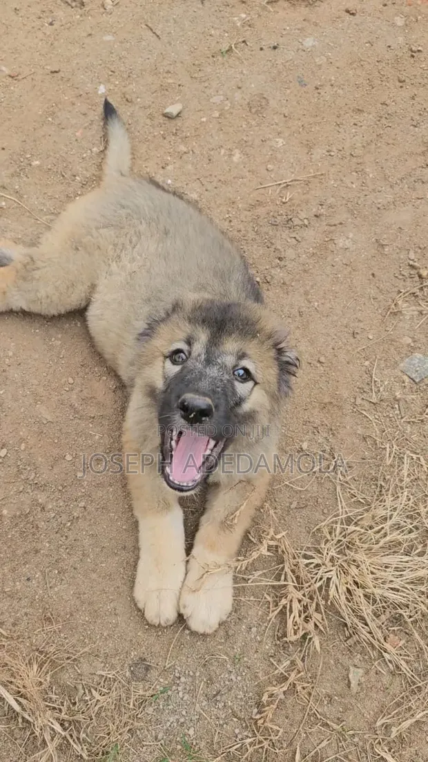 Kare-karen Caucasian Shepherd Mai Tsarki - Mace, Watan 1-3 - 1