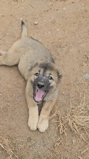 Purebred Caucasian Shepherd Puppy - Female, 1-3 Months