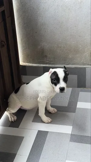 Female American Bully Puppy, 1-3 Months Old