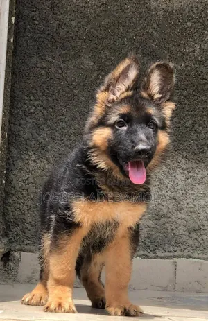 Female Purebred German Shepherd Puppy (1-3 Months)