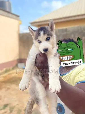 1-3 Months Female Purebred Siberian Husky