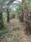 5 Acres + 3 Plots Agricultural Land for Sale, Kajola, Atan - 5
