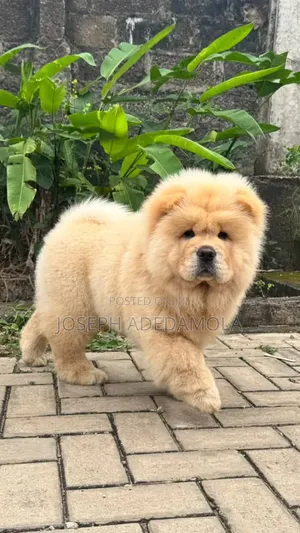 Yar Akuya Mai Tsarki (Chow Chow) Mai Wata 1-3