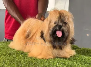 Mace Lhasa Apso Mai Tsarki, Watan 6-12