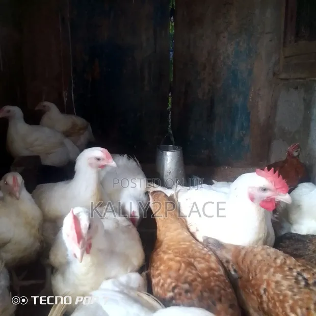 Broiler Chickens - 25 Birds - 1