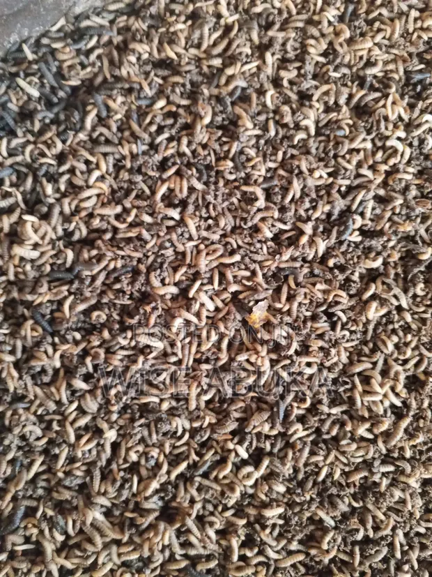 BSF Margot Protein Feed - 1