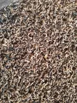 BSF Margot Protein Feed - 1