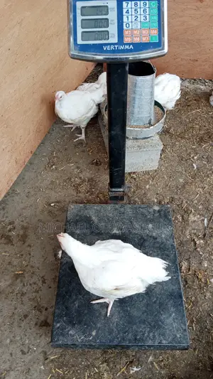 Broilers for Sale (Weeks 4-8)
