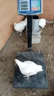 Broilers for Sale (Weeks 4-8) - 1
