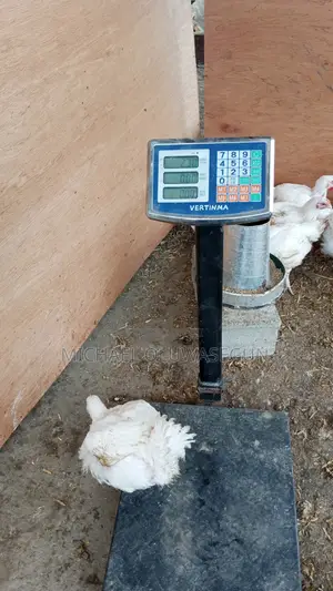 Broilers for Sale (Weeks 4-8)