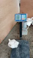 Broilers for Sale (Weeks 4-8) - 2