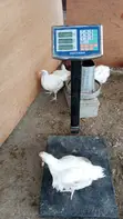 Broilers for Sale (Weeks 4-8) - 3