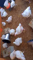 Broilers for Sale (Weeks 4-8) - 4